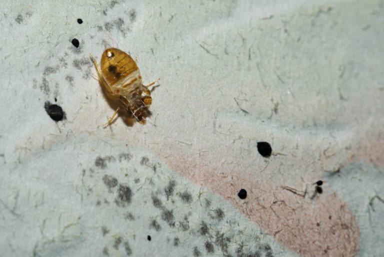 black spots on mattress not bed bugs