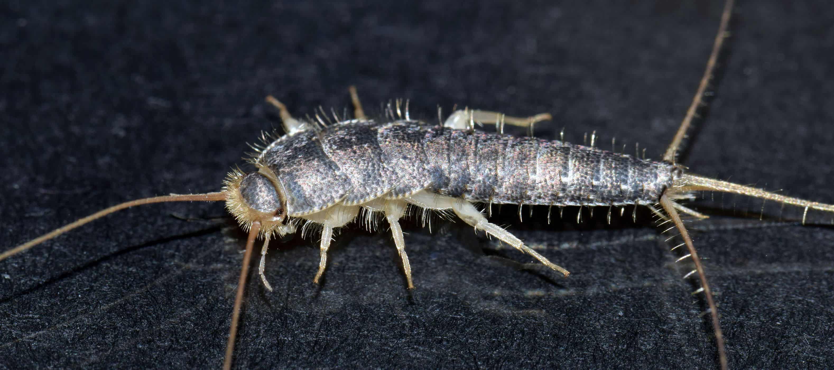 ALL YOU NEED TO KNOW ABOUT SILVERFISH - Dalpest
