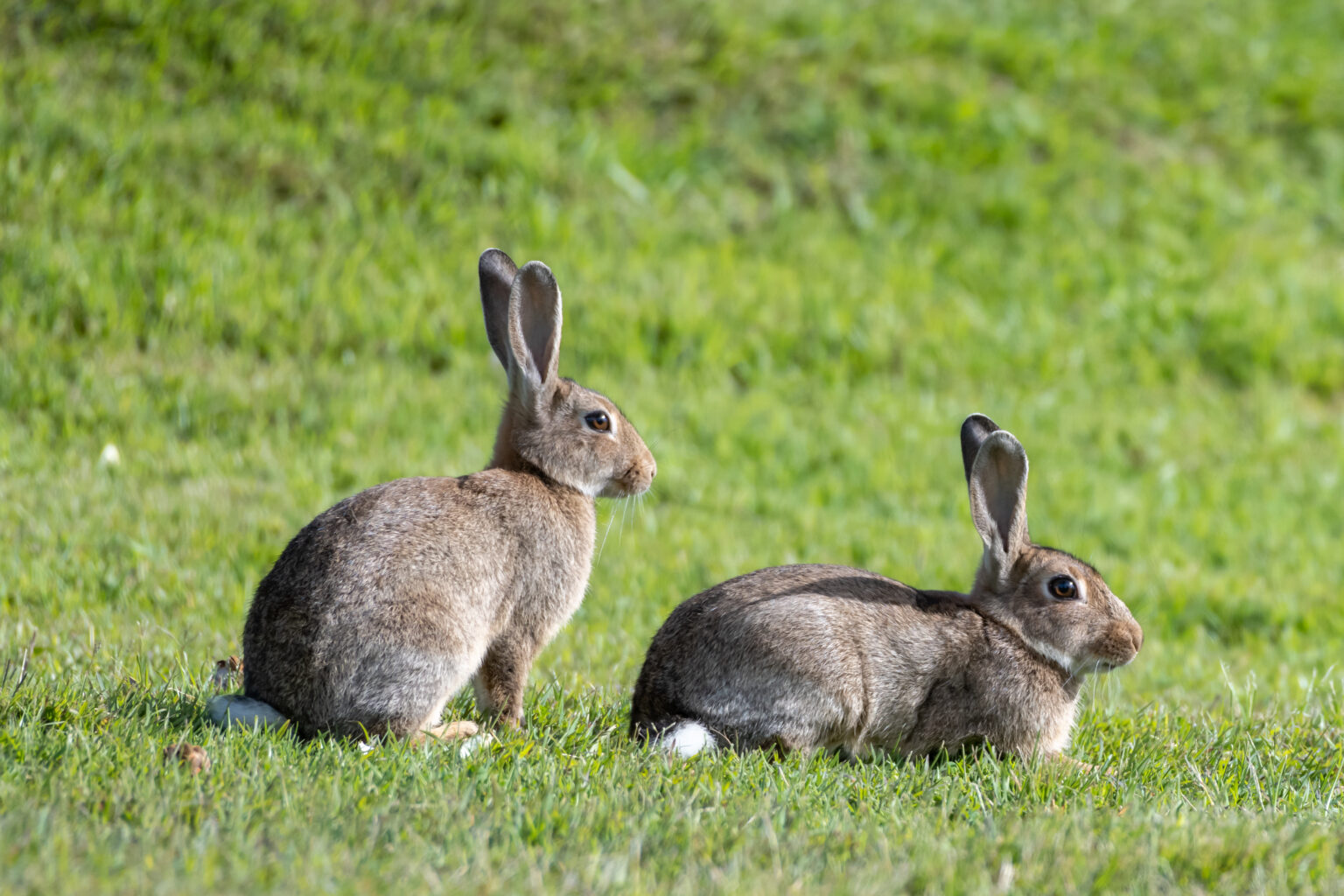 Rabbit Pest Control Services DALPEST Pest Solutions