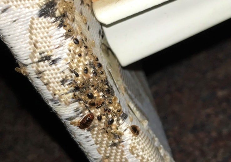 Heat Treatment for Bed Bugs