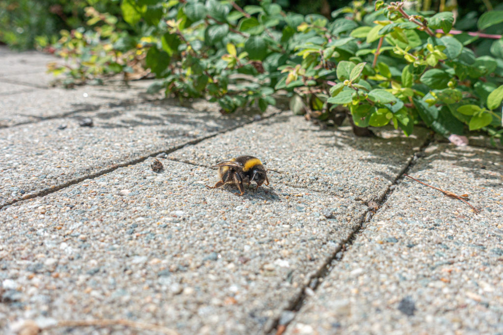 please don't step on a bee