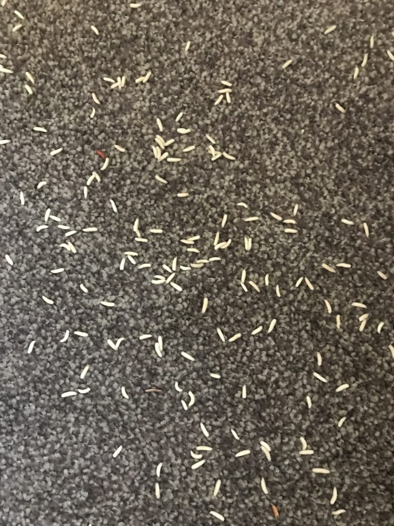 Maggots