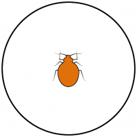 Dalpest Icons_Bed Bug