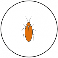 Dalpest Icons_Beetle