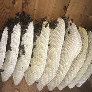 bee colony